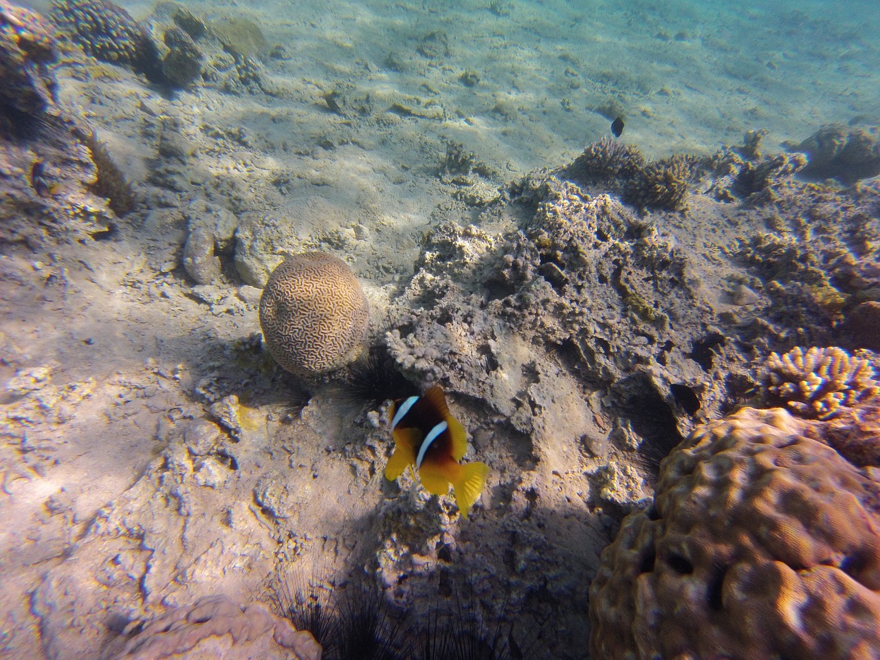 anemone fish fish nemo free photo