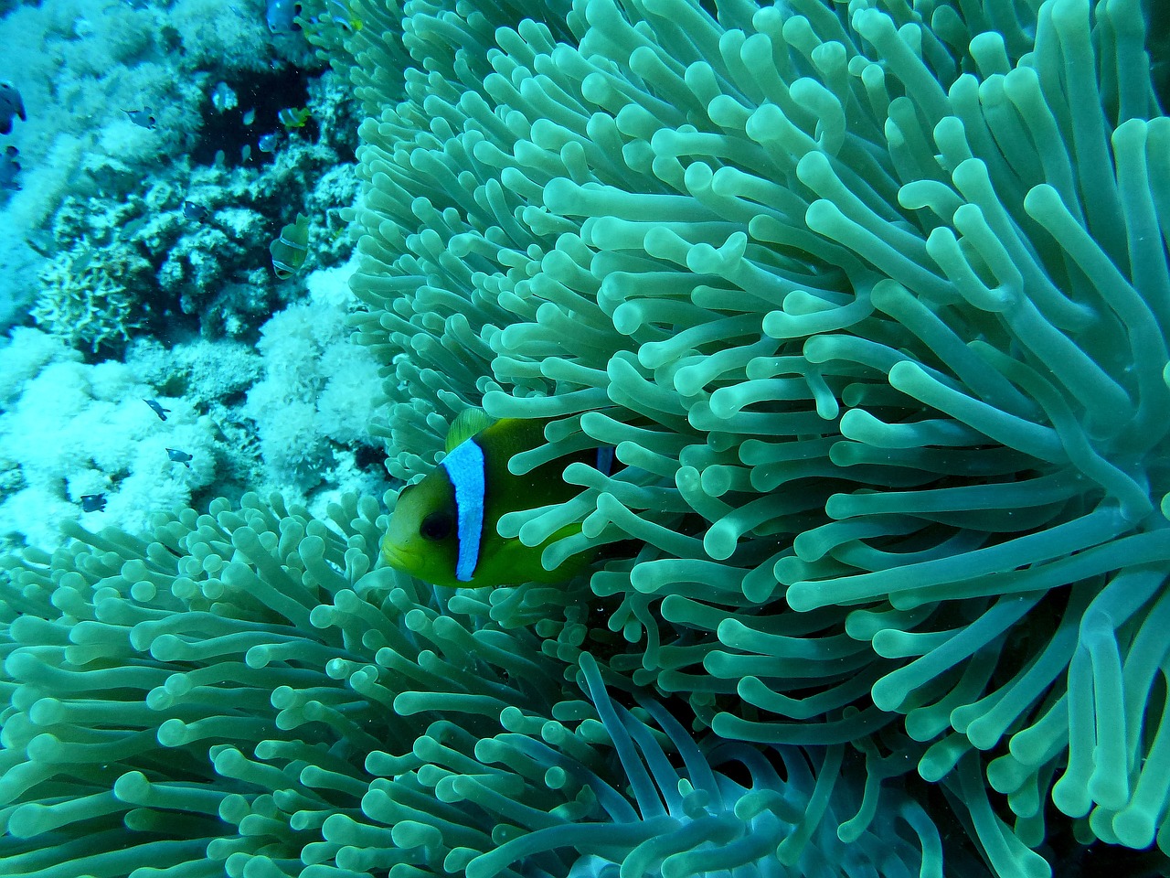 anemone fish nemo underwater world free photo