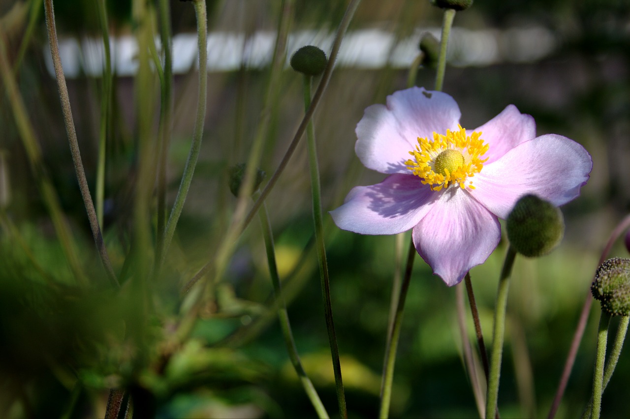 anemone hupehensis blossom bloom free photo