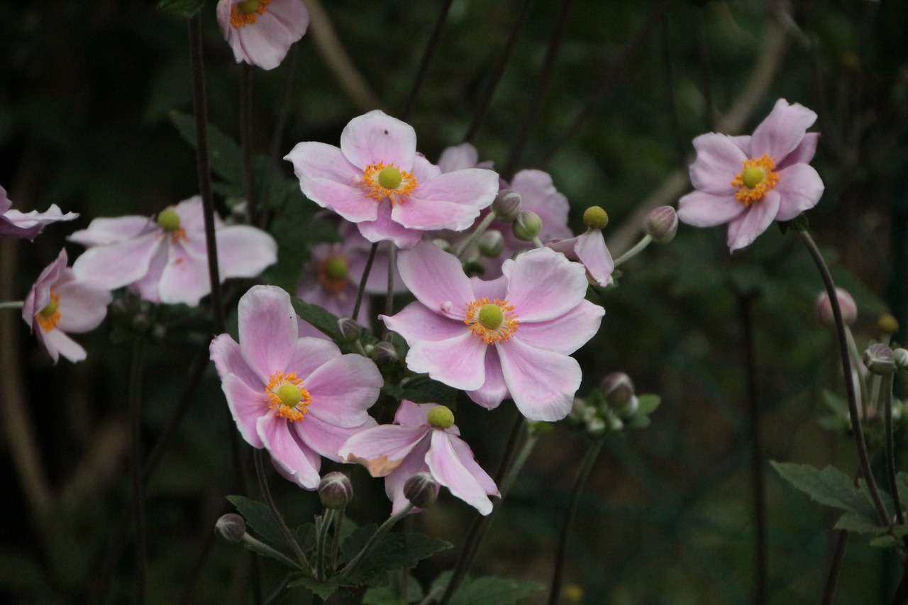 anemone japan  pink flowers  flowers free photo