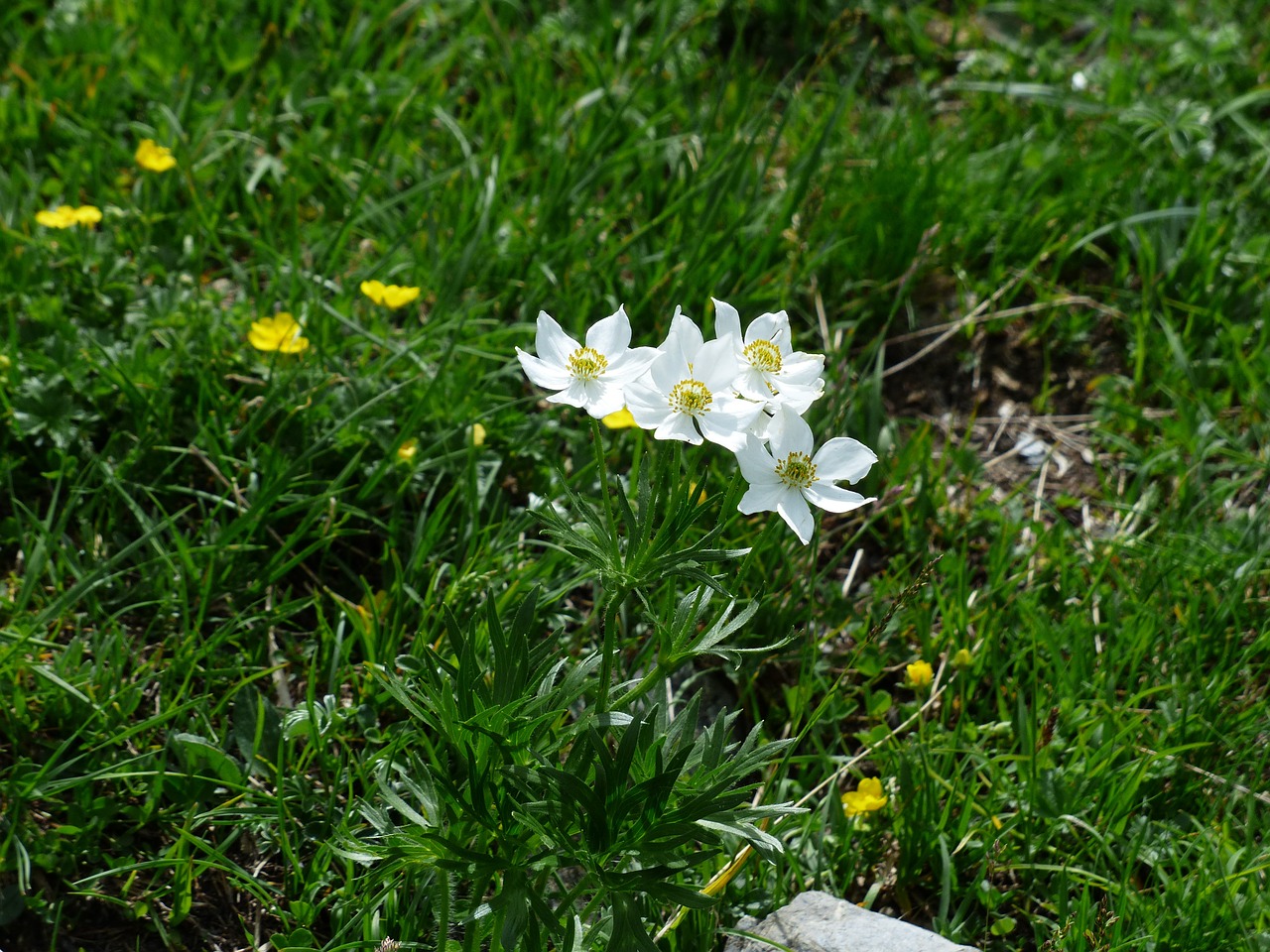 anemone narcissiflora flowers white free photo