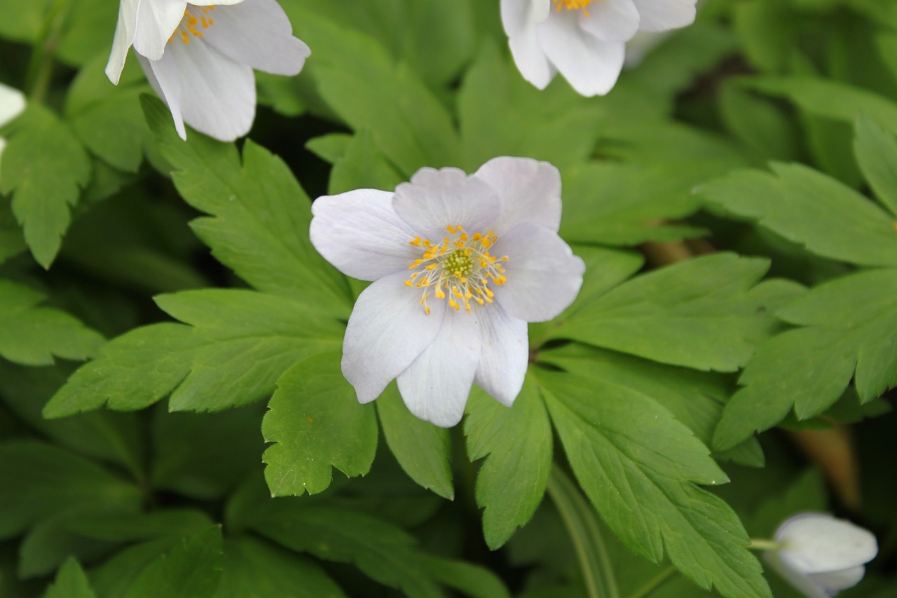 anemone nemorosa spring flower free photo