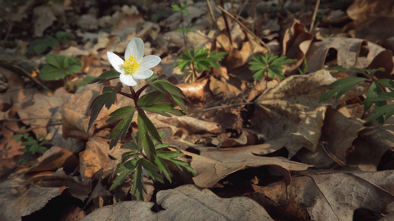 anemone nemorosa  anemone  flowers deciduous forest free photo