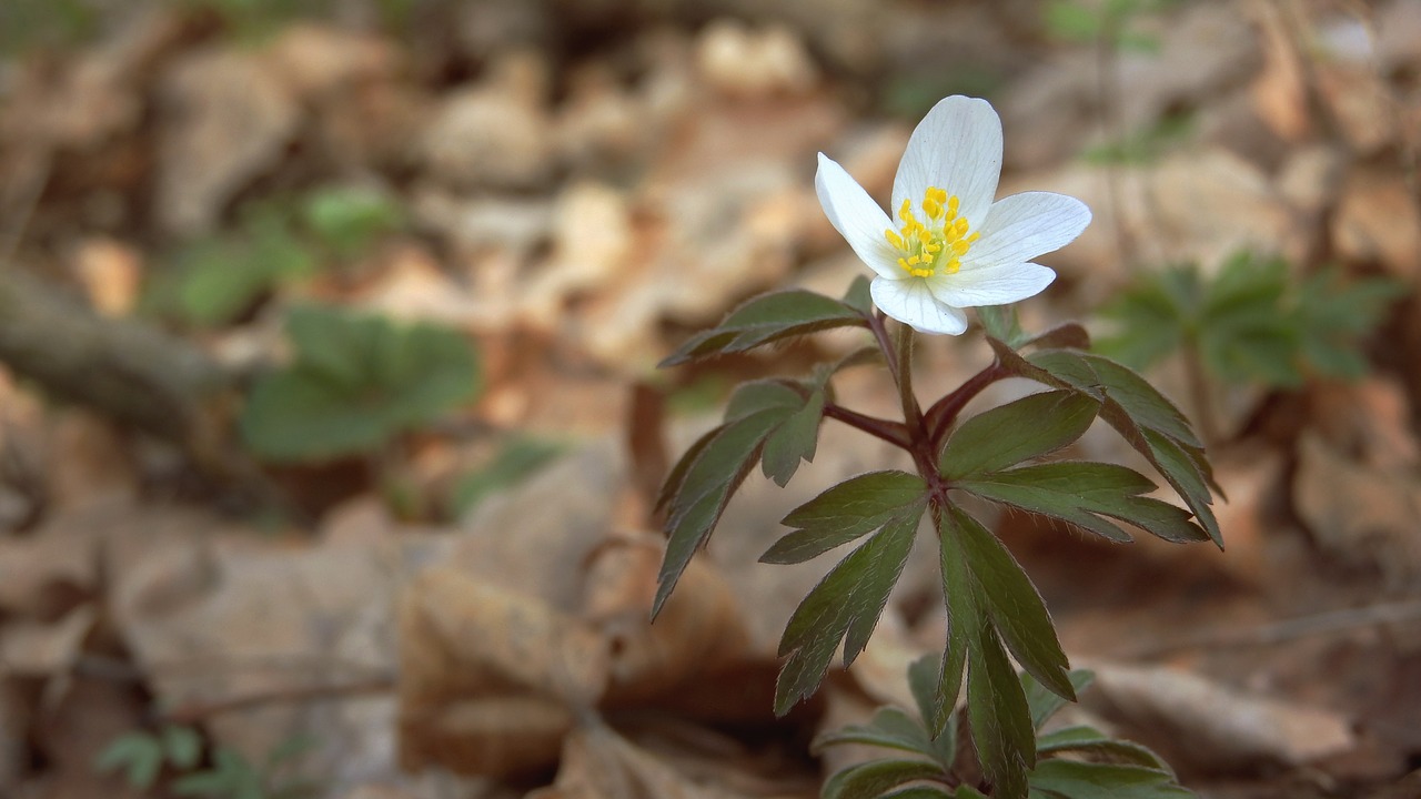 anemone nemorosa  anemone  white anemone free photo