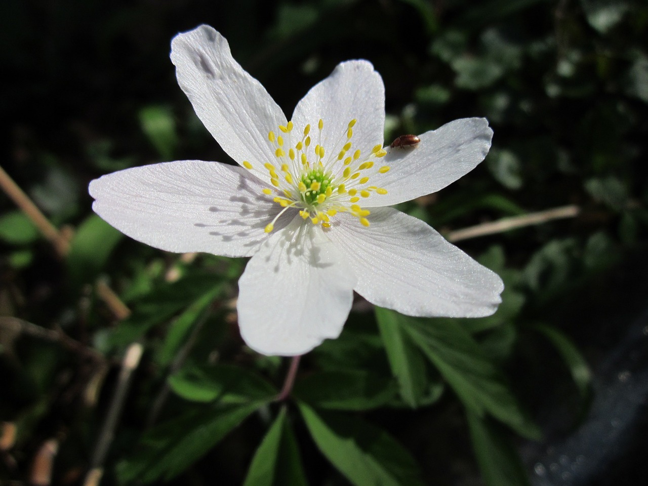 anemone nemorosa wood anemone windflower free photo