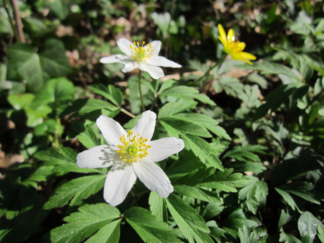 anemone nemorosa wood anemone windflower free photo