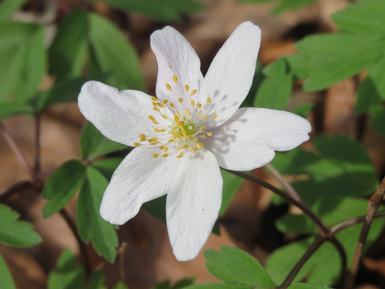 anemone nemorosa wood anemone windflower free photo