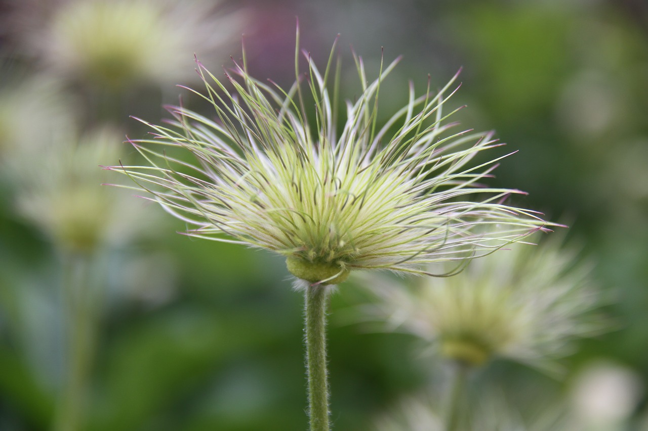 anemone pulsatilla  fruit  spring free photo