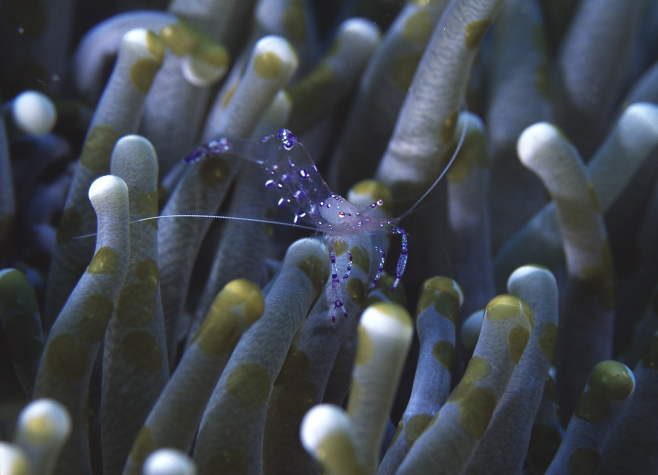 anemone shrimp similan island thailand free photo