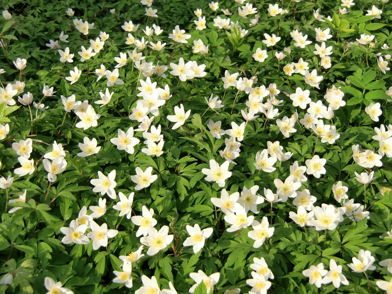 anemones flowers wood anemone free photo