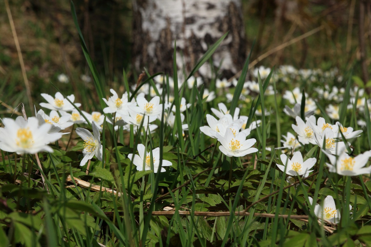 anemones spring spring plant free photo