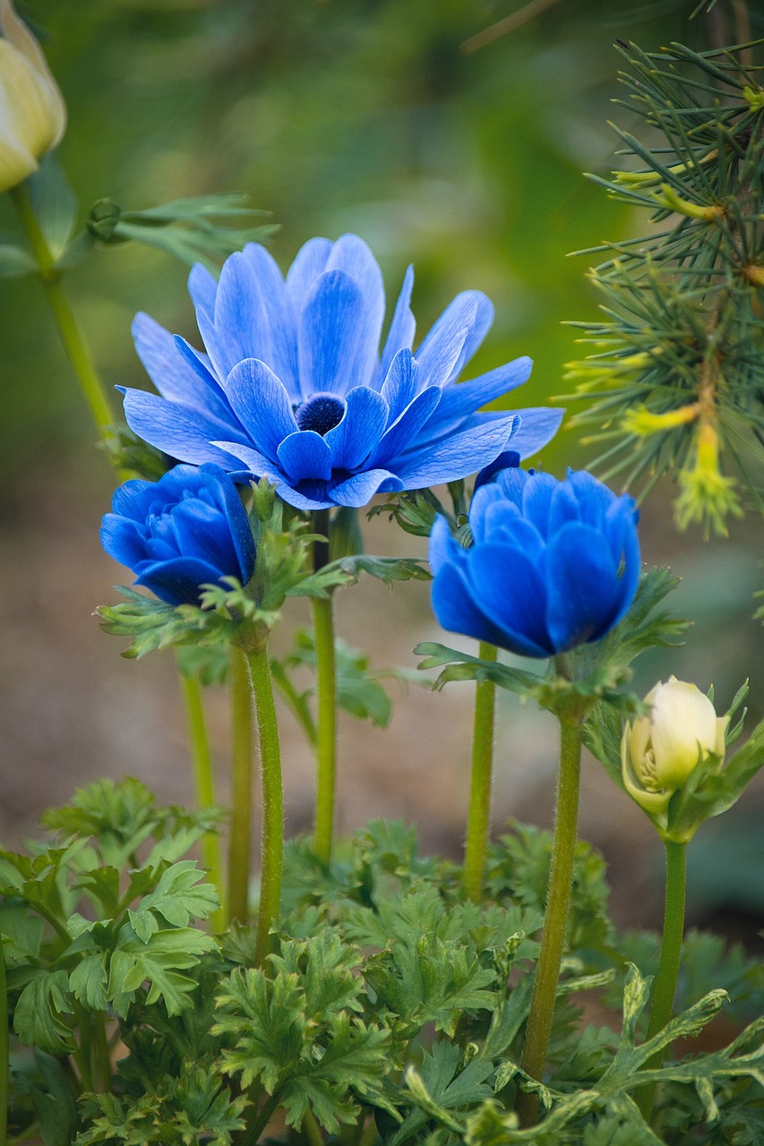 anemones flowers blue free photo