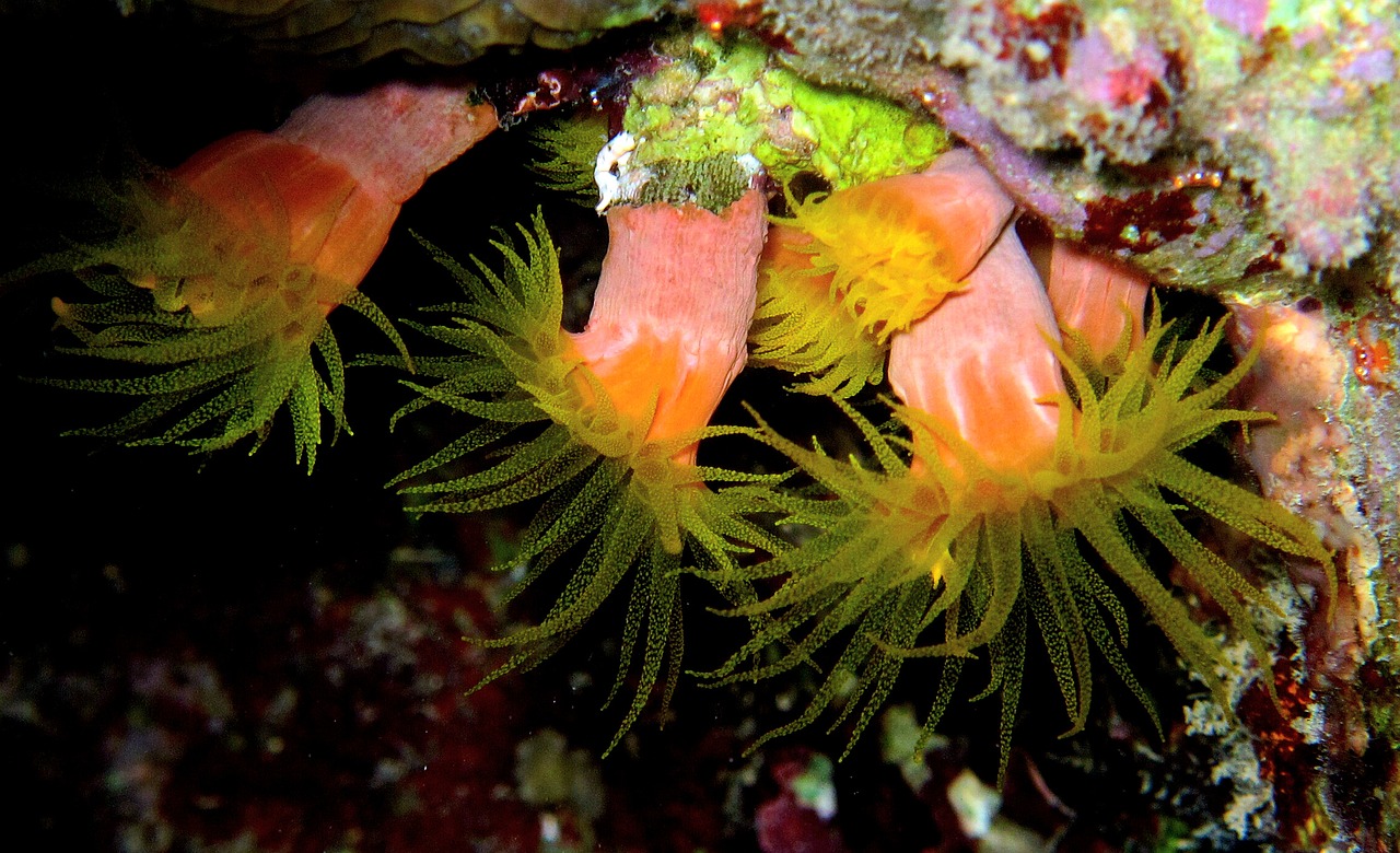 anemones diving red sea free photo