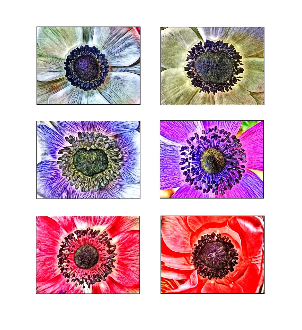 anemones flowers collage free photo