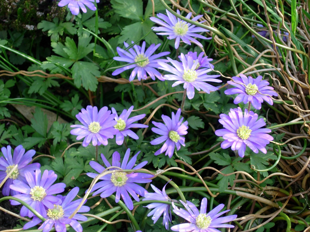 anemones violet spring flowers free photo