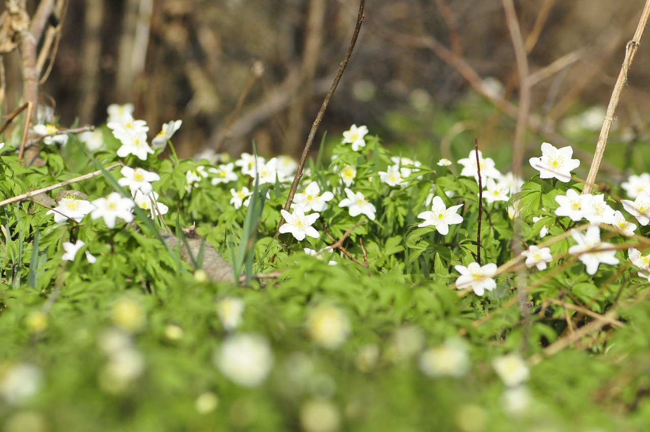 anemones forest spring free photo