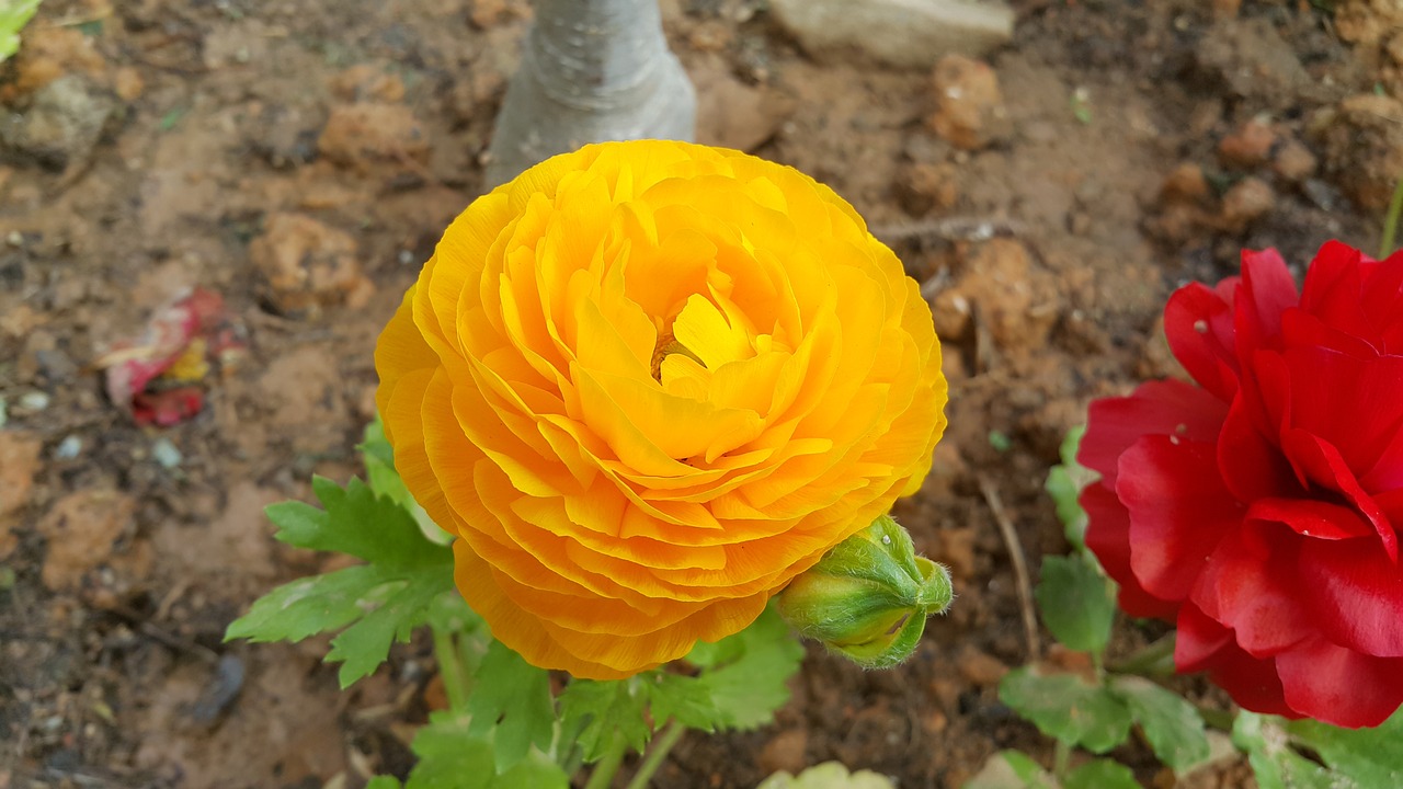 anemones  terry  yellow flower free photo