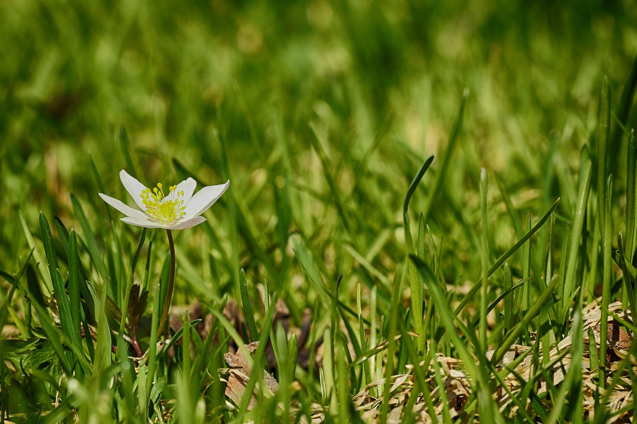 anemones  flower  grass free photo