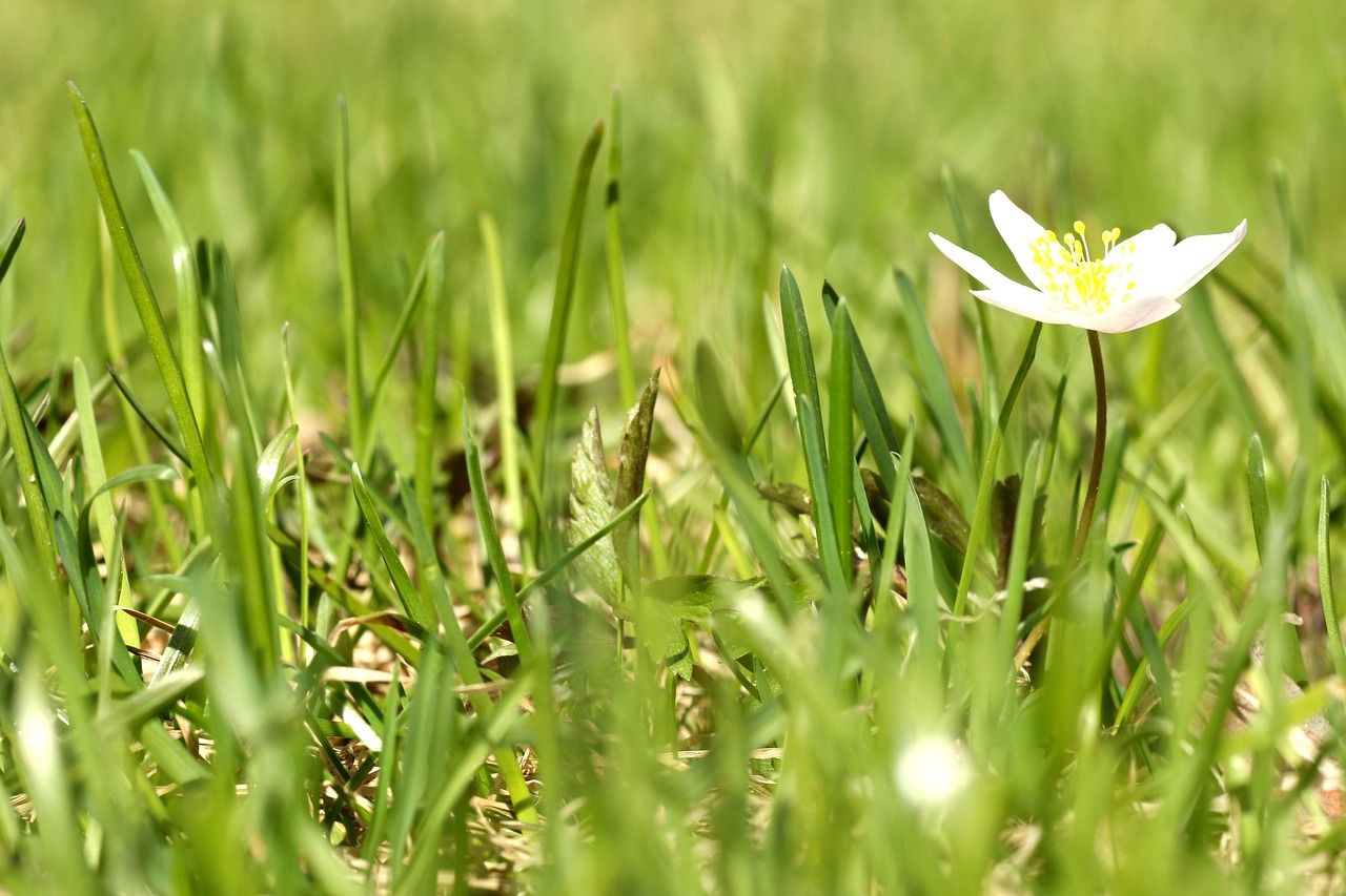 anemones  flower  grass free photo