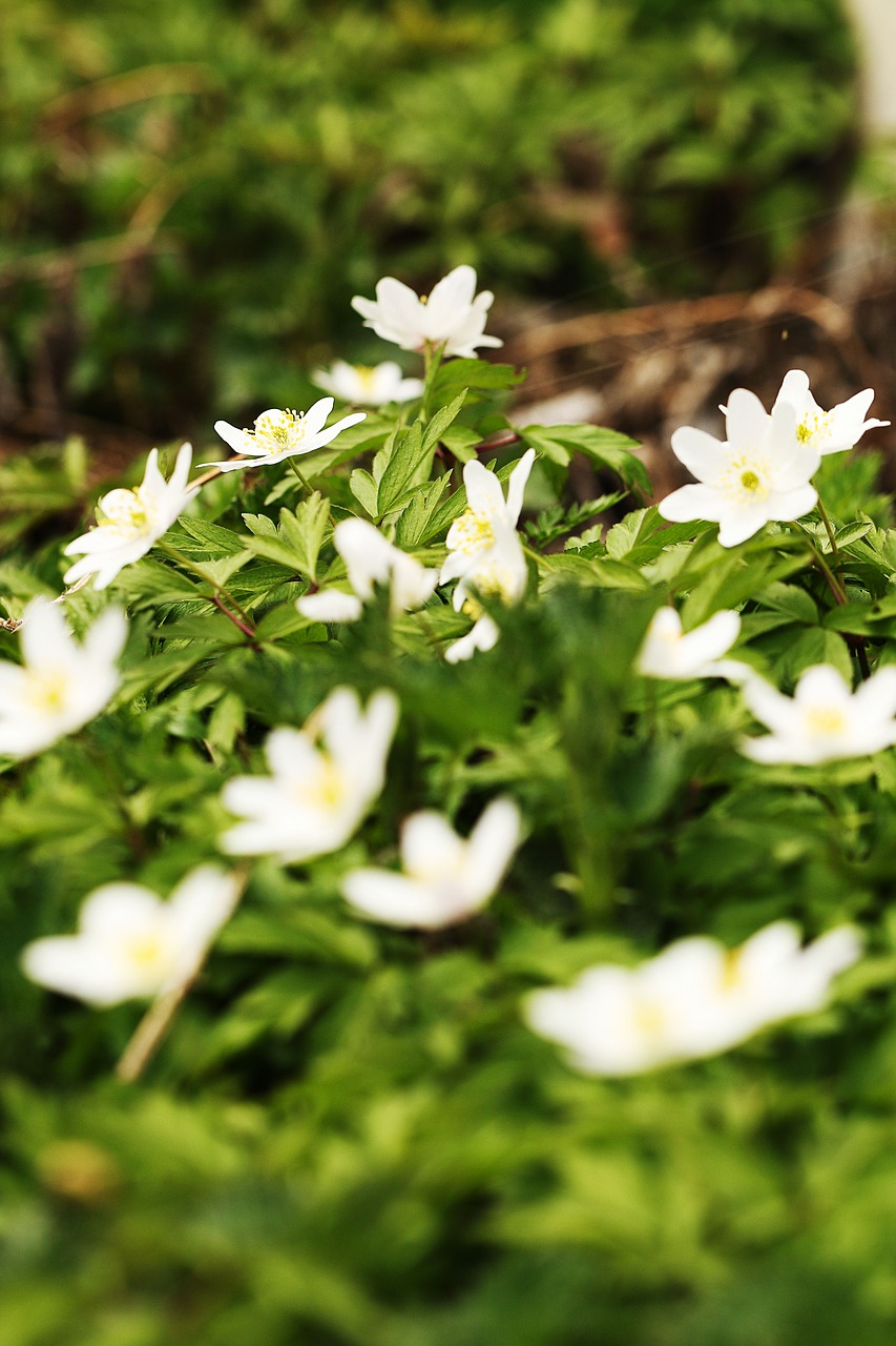 anemones  nature  flower free photo