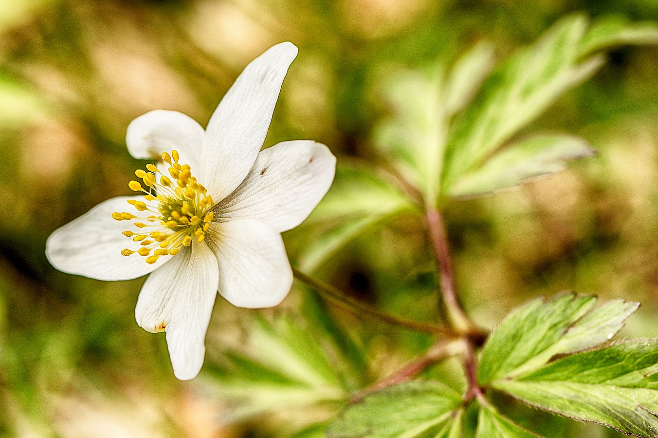 anemones  nature  flora free photo