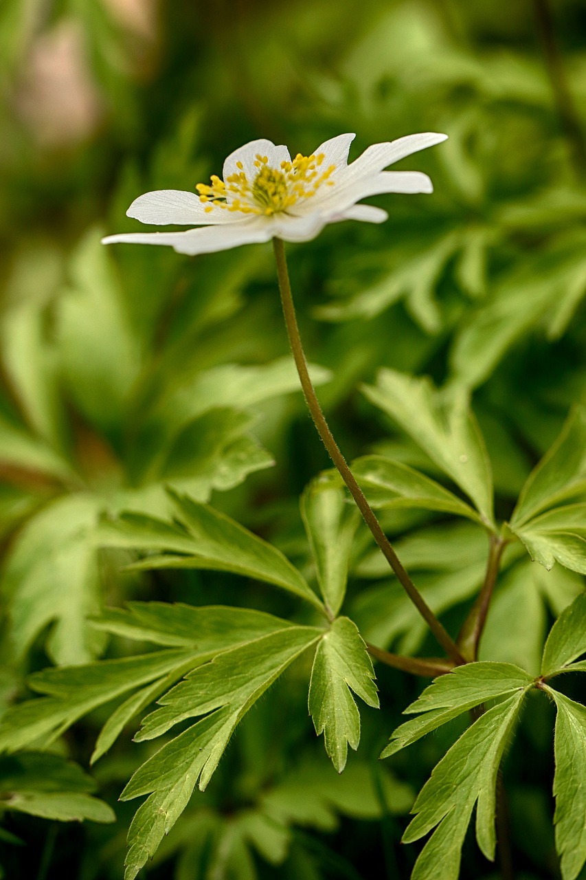 anemones  flora  nature free photo