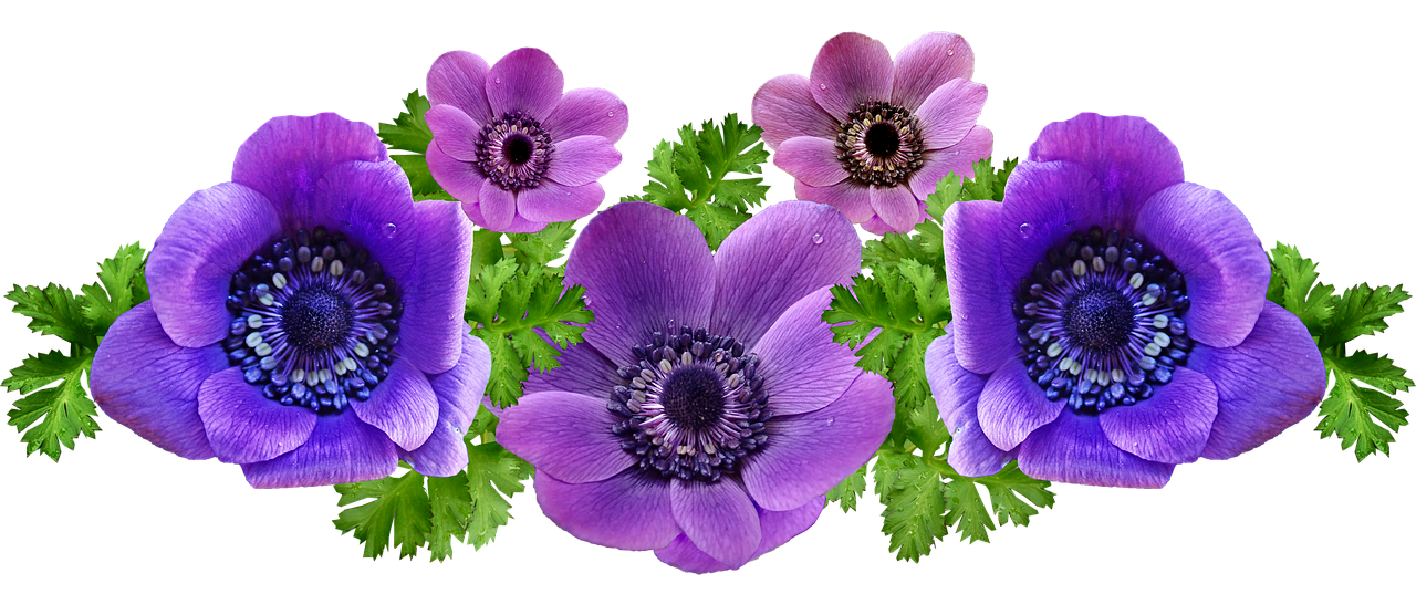 anemones  flowers  spring free photo