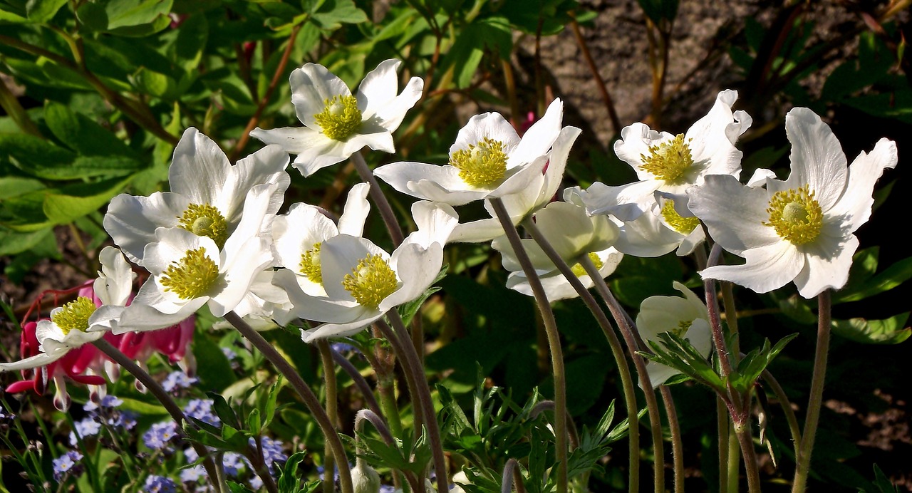 anemones  flowers  white free photo
