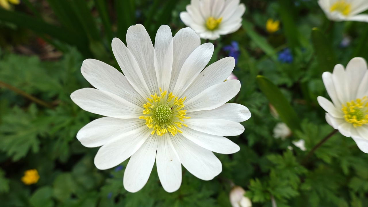 anemones  bulbs  white free photo