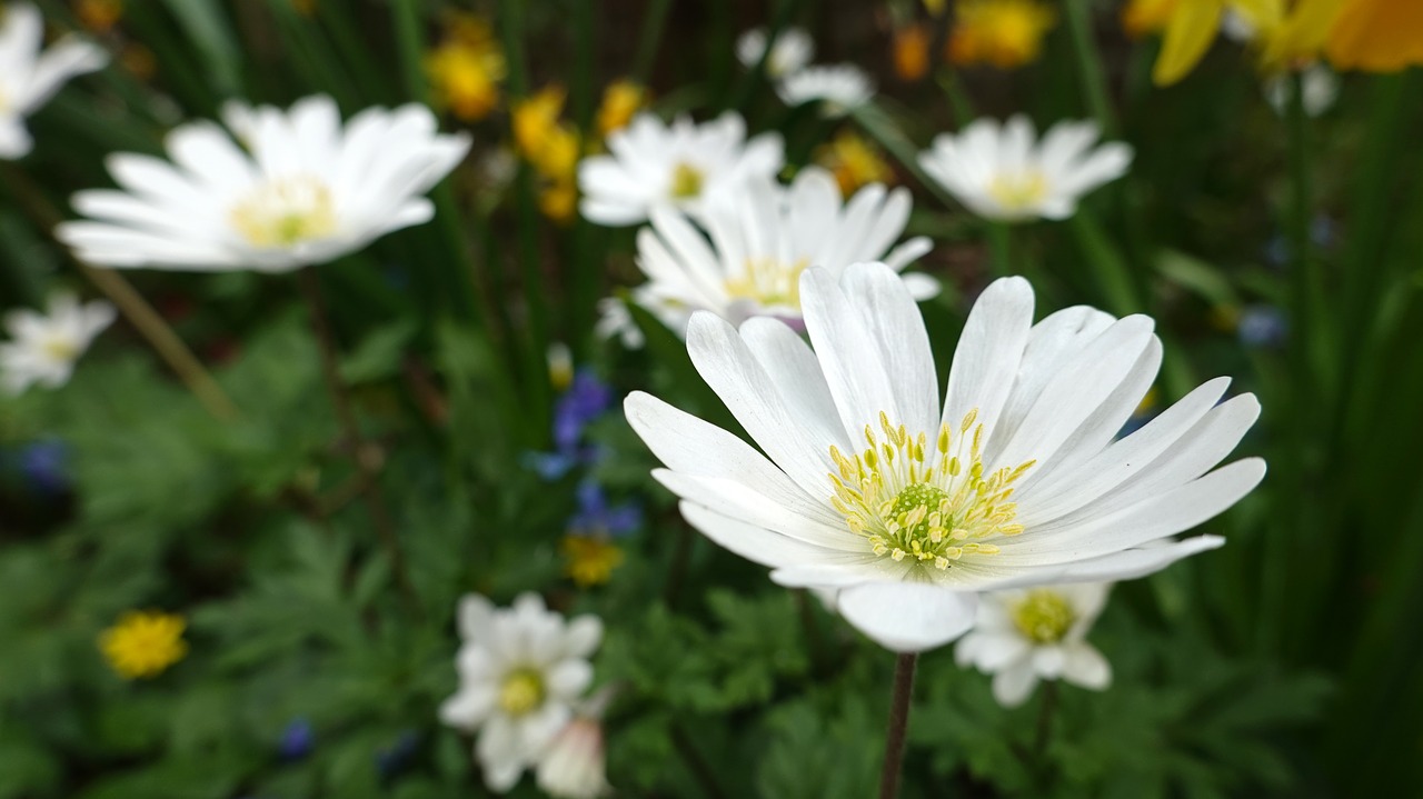 anemones  bulbs  white free photo