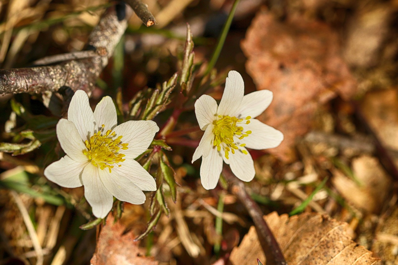 anemones  spring  flower free photo