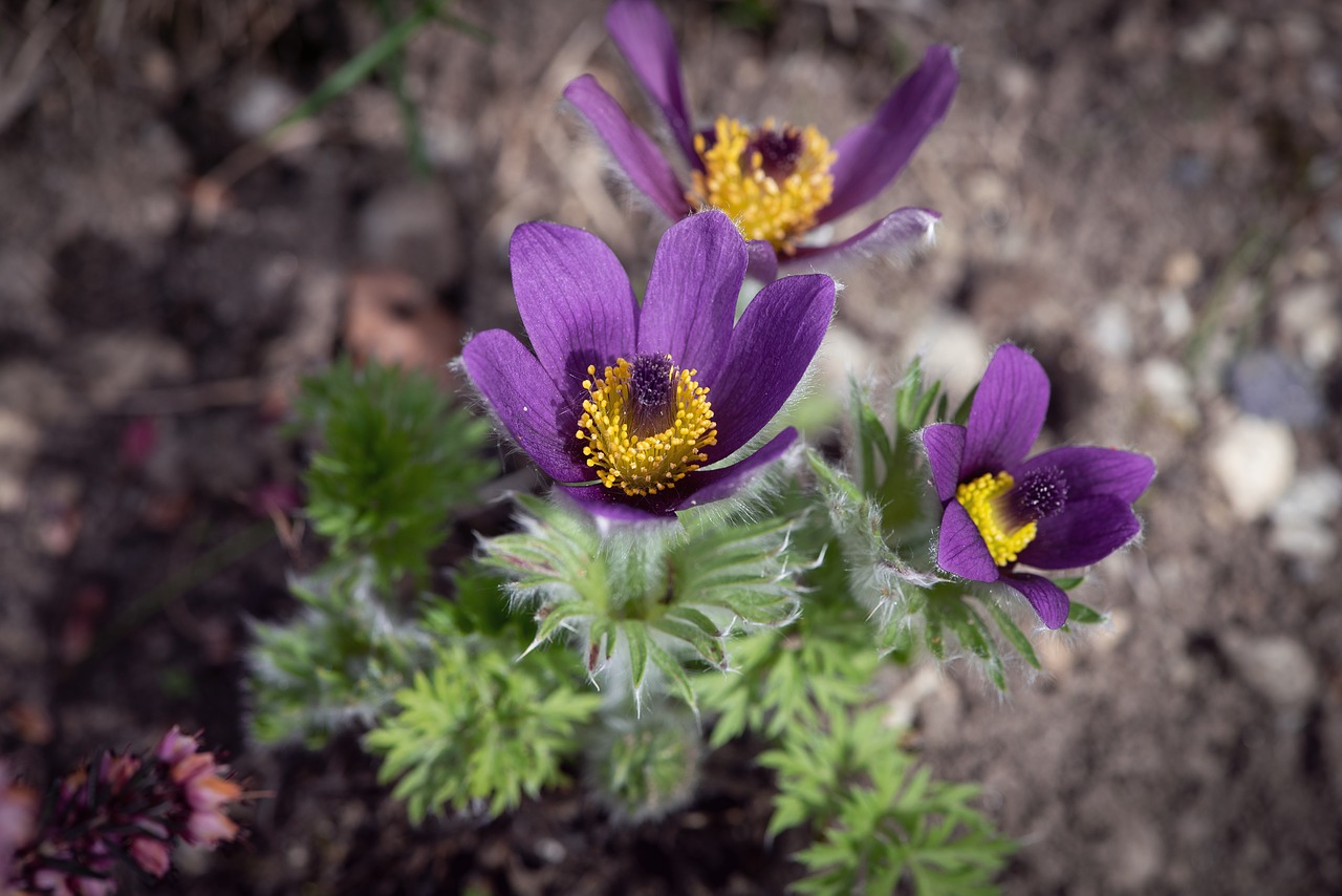 anemones  flower  flowers free photo