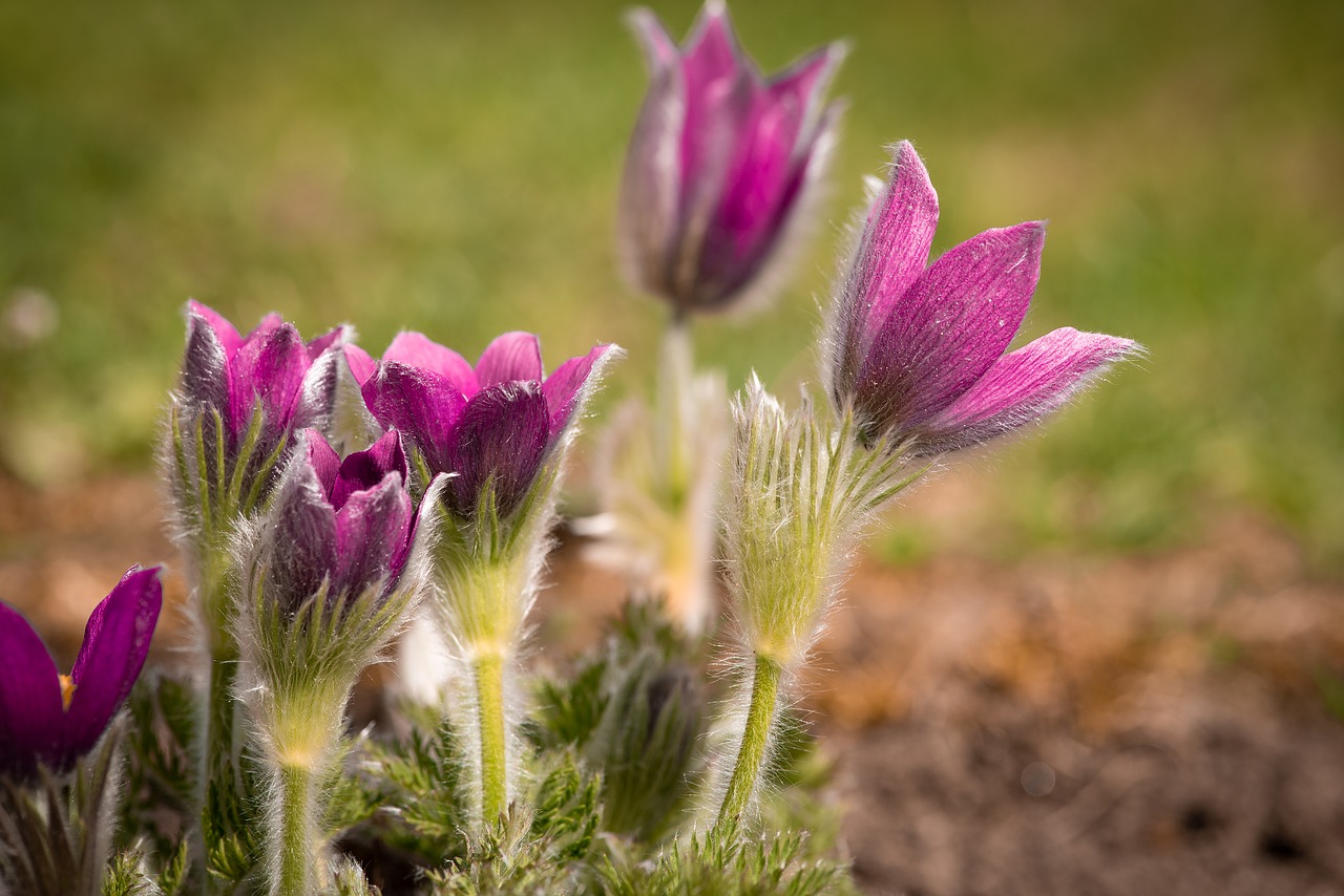 anemones  purple  garden free photo