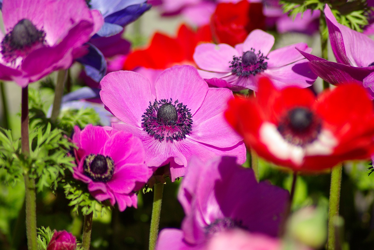 anemones flowers spring free photo