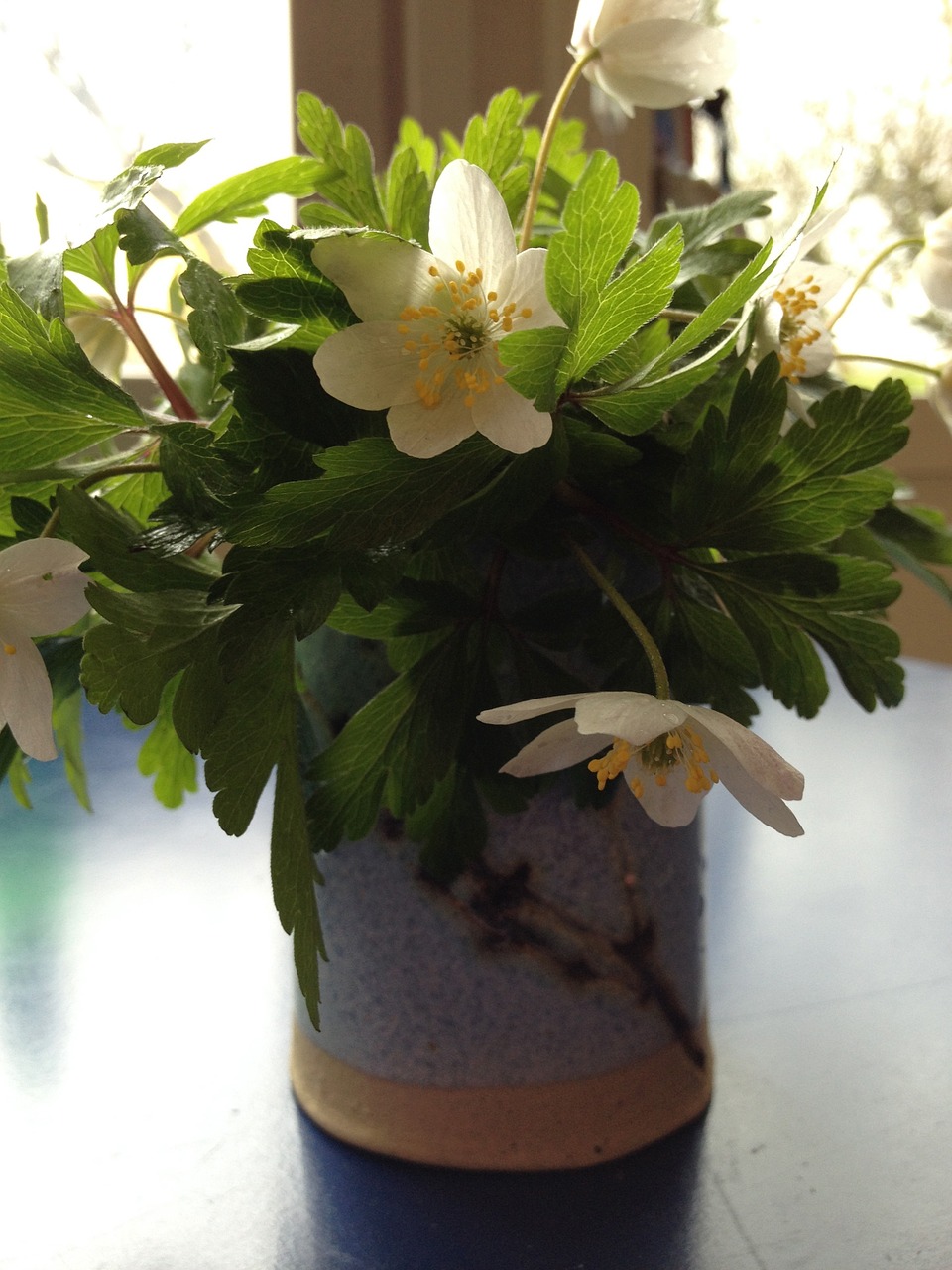 anemones bouquet white free photo