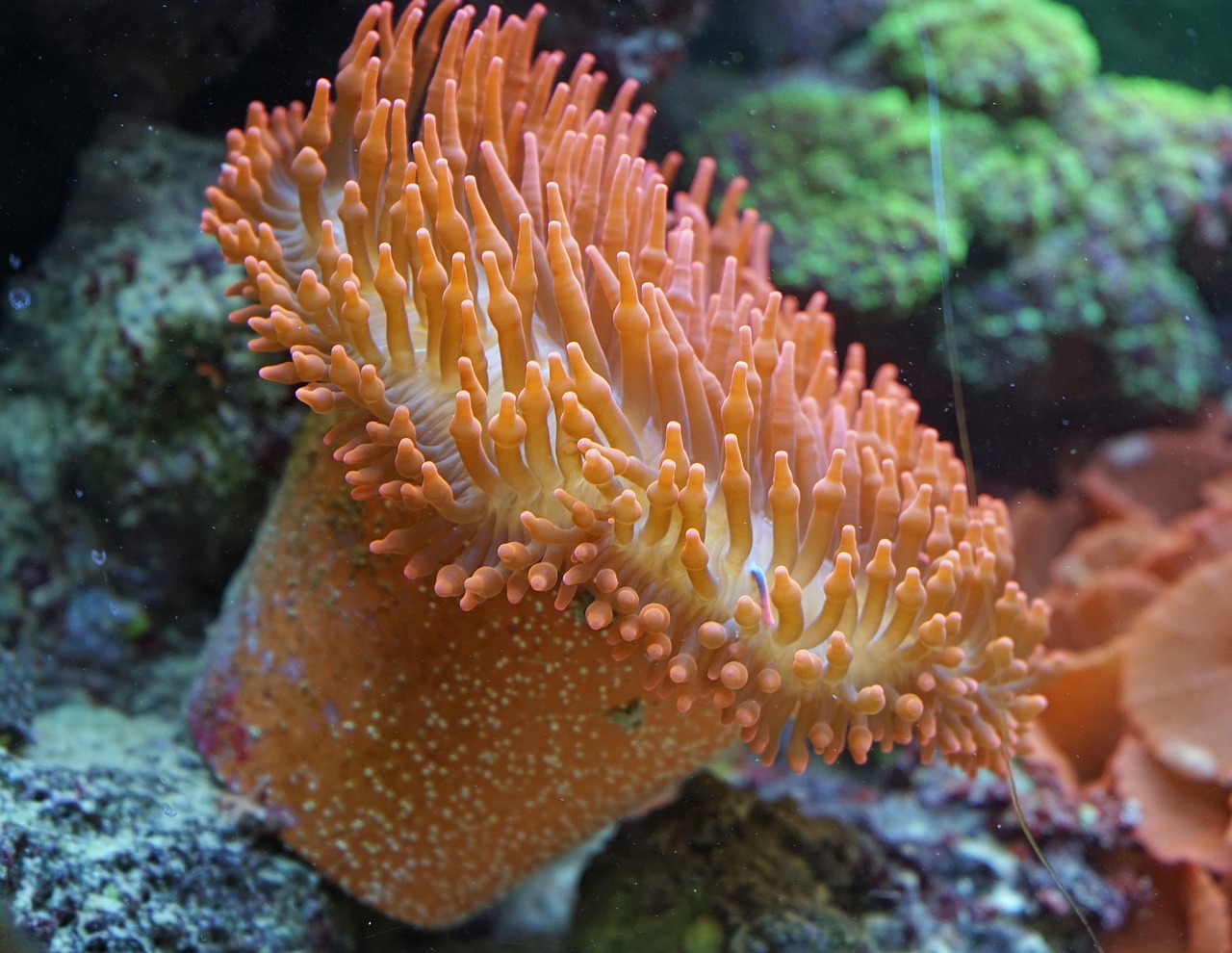 anemones coral underwater free photo