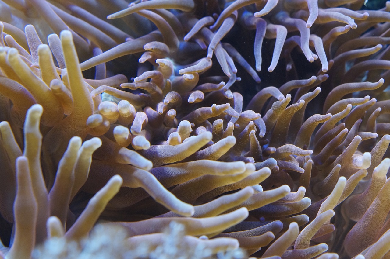 anemones sea anemones underwater world free photo