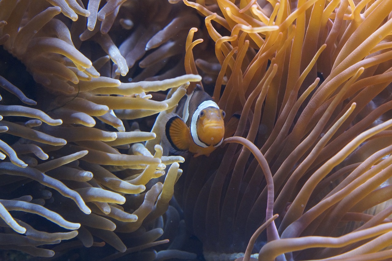 anemones sea anemones underwater world free photo
