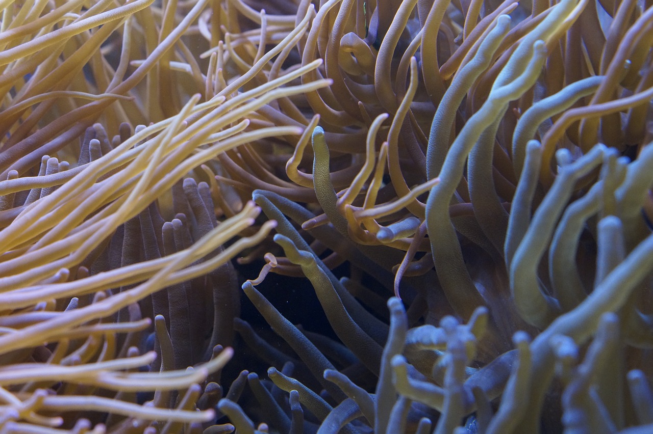 anemones tentacle sea anemones free photo