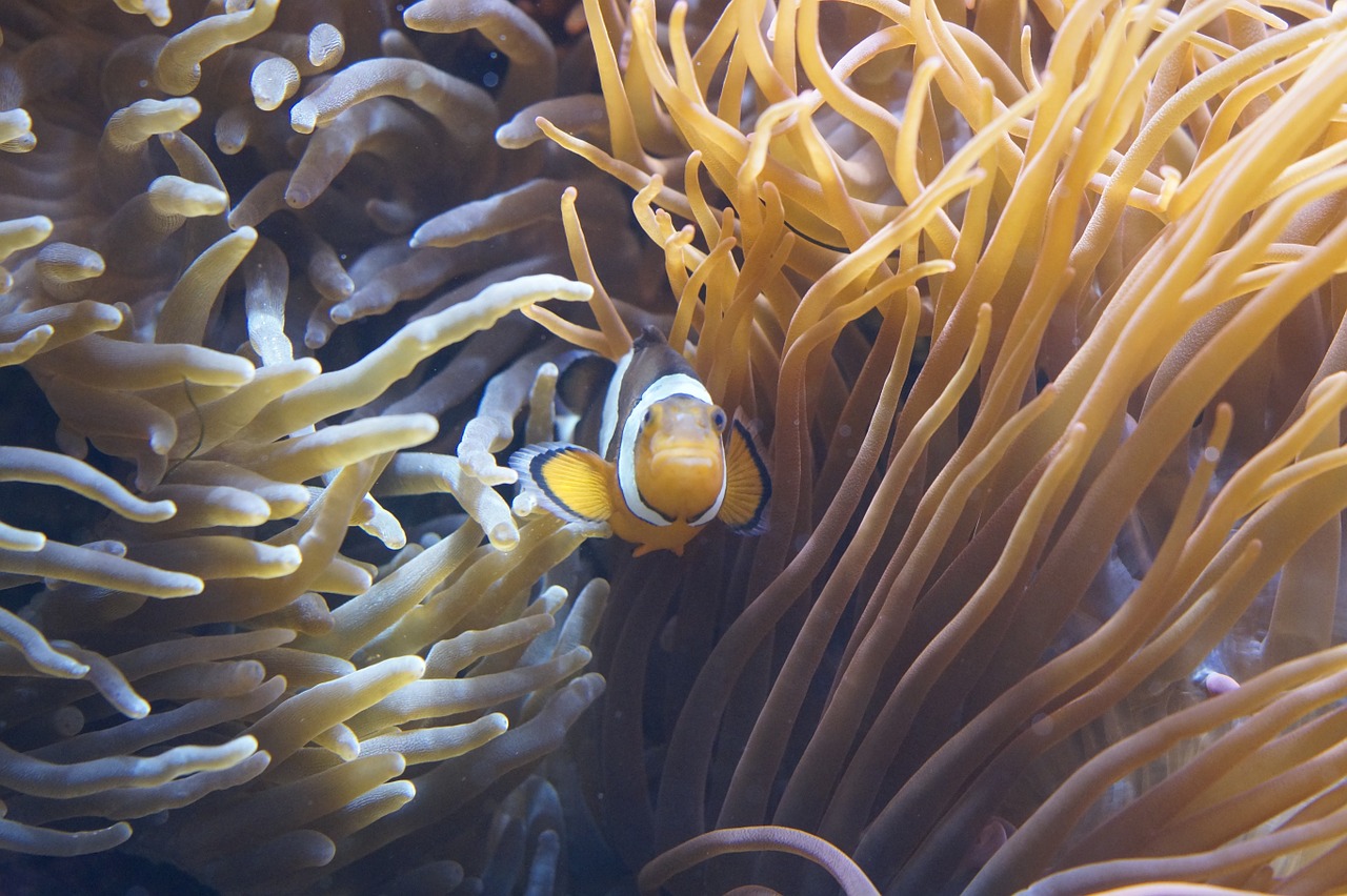 anemones tentacle sea anemones free photo