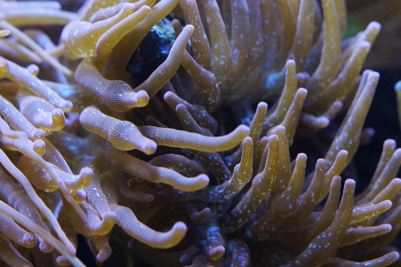 anemones sea anemones underwater world free photo