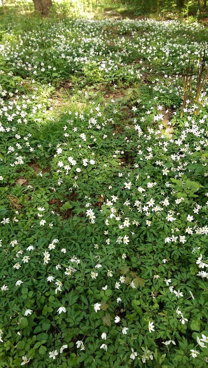 anemones ekeberg flowers free photo