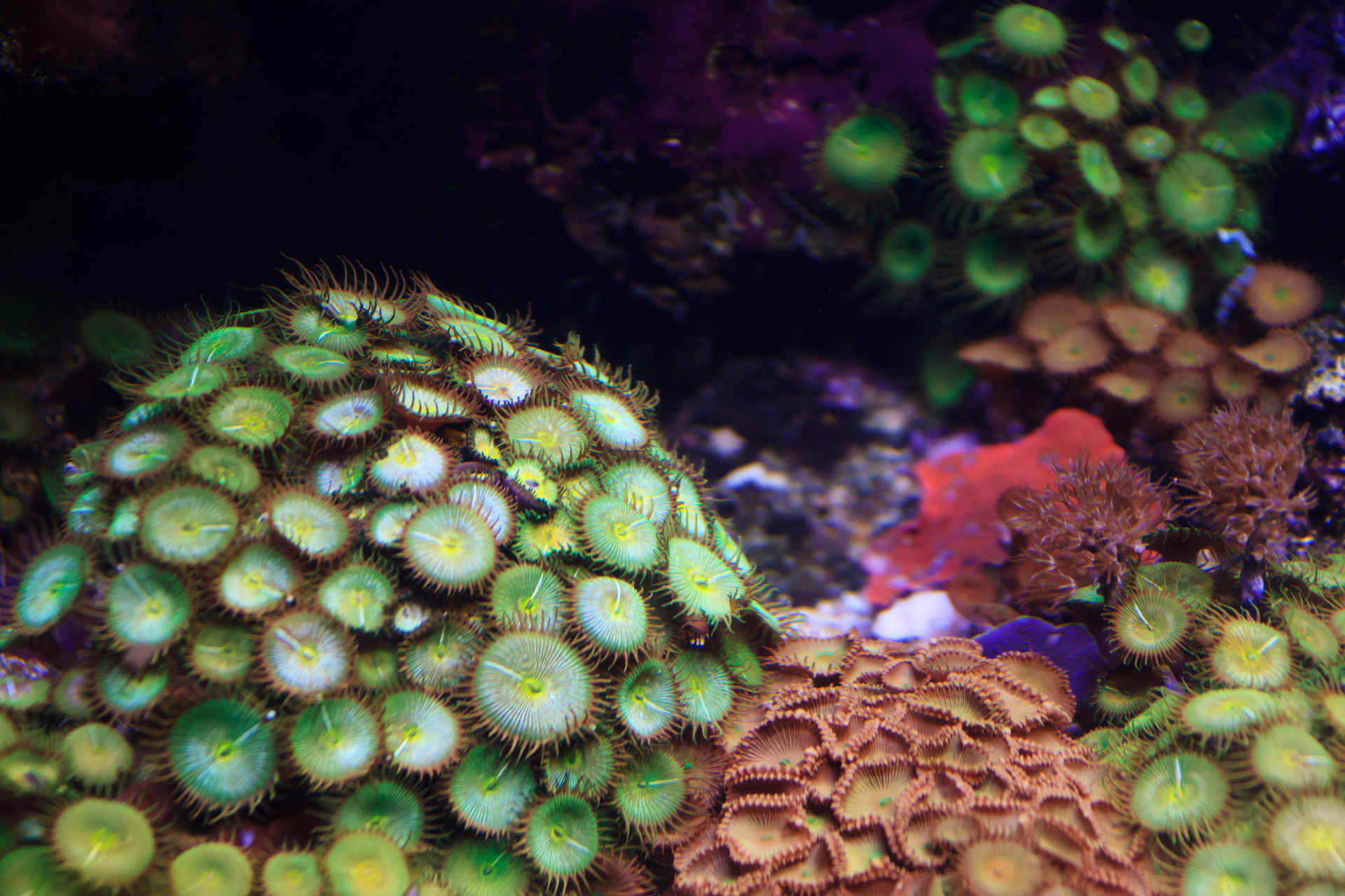 anemone animal colony free photo