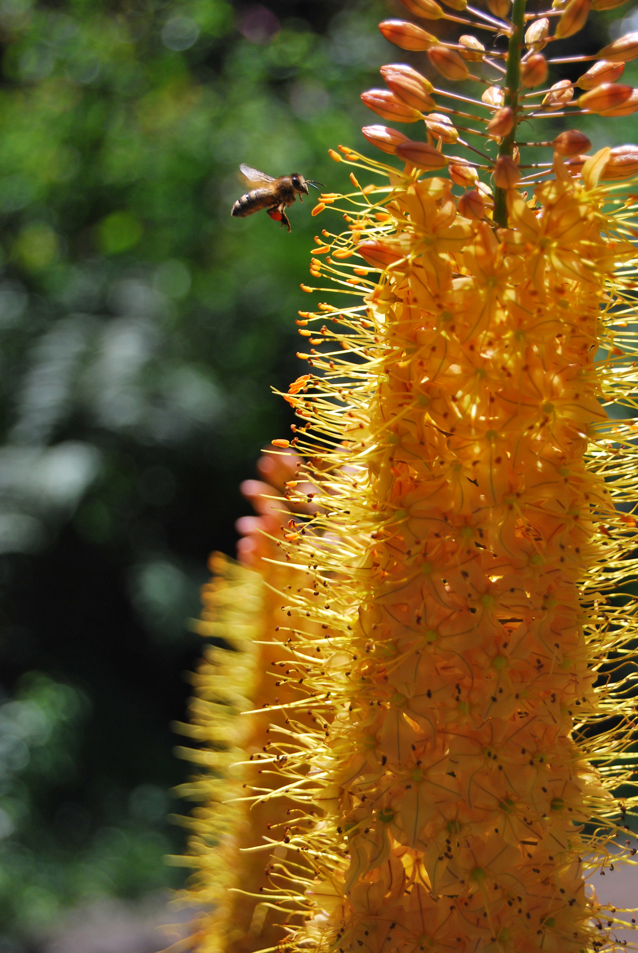 flower insect flying free photo