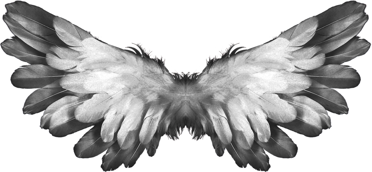 angel wings feather free photo