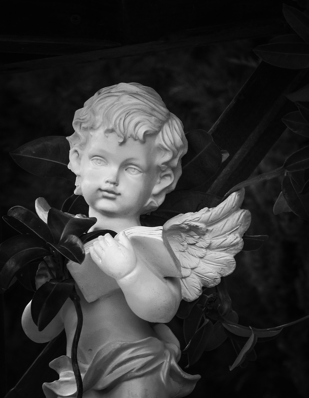 angel wings book free photo