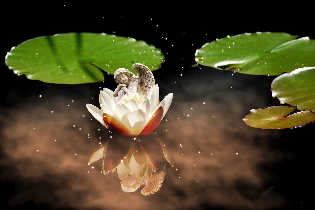 angel water lily white free photo