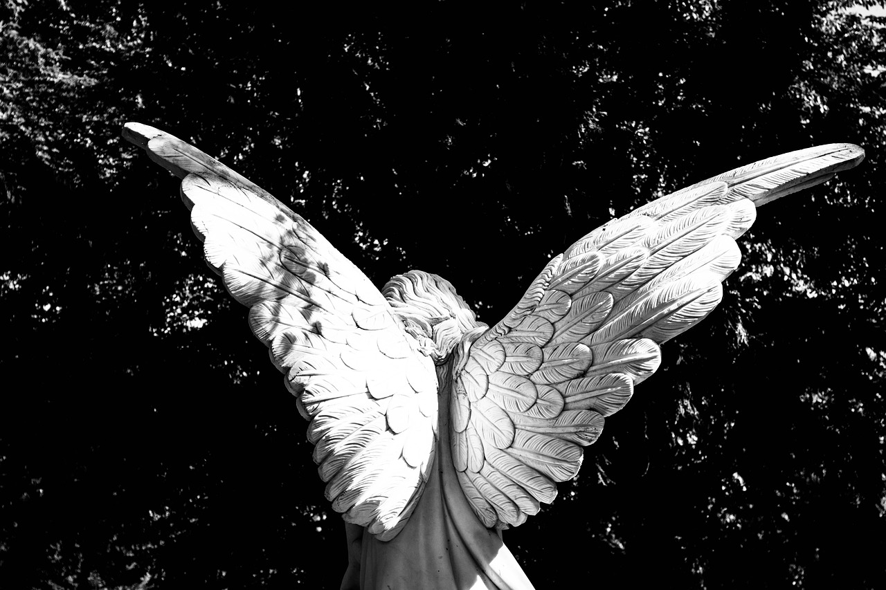 angel wing angel wings free photo
