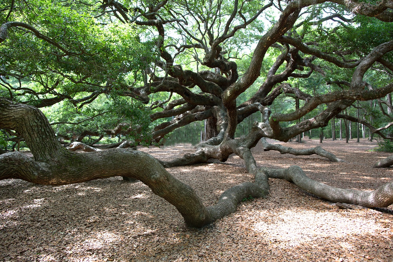 angel oak charleston oak free photo