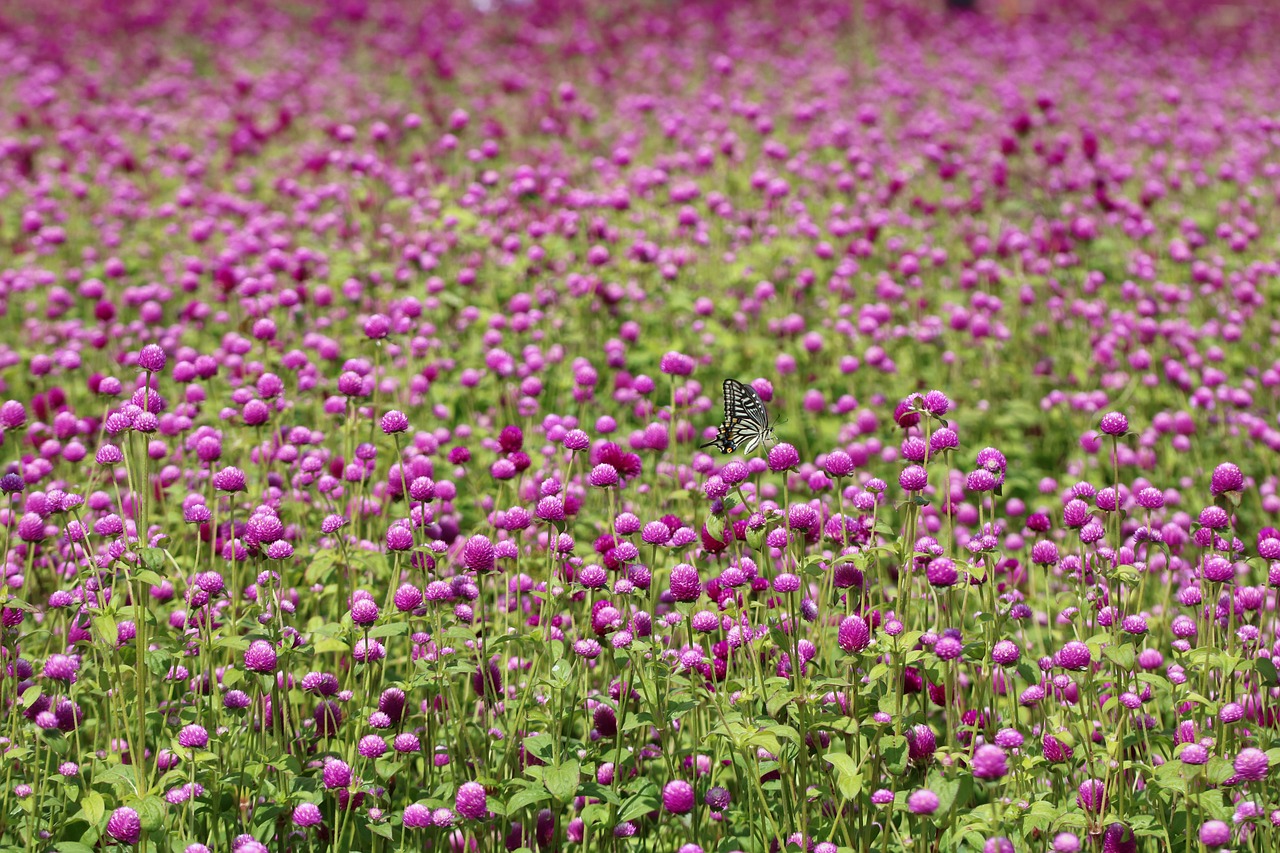 angel pink  flower garden  flower festival free photo